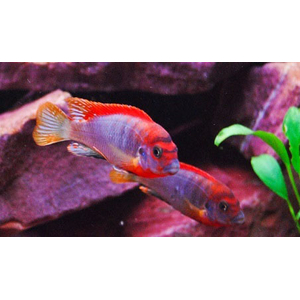 ЛАБИДОХРОМИС КИМПУМА 4см - Labidochromis Hongi