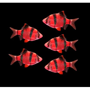 БАРБУС ГЛО КРАСНО-ЧЕРНЫЙ