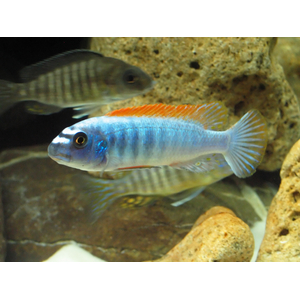 RIBDOM.RU_Labeotropheus_thumbi_west_male