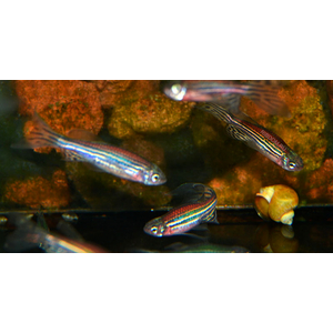 ДАНИО ВИШНЕВЫЙ