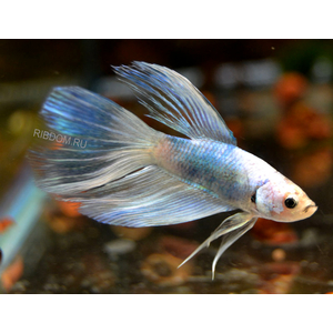 ПЕТУШОК СУПЕР ДЕЛЬТА (металлик)