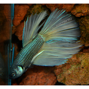 ПЕТУШОК СУПЕР ДЕЛЬТА (металлик)