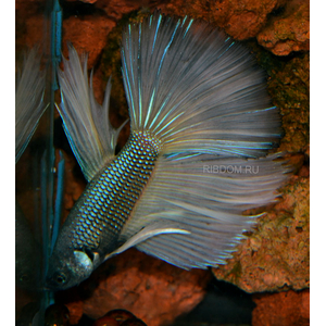 ПЕТУШОК СУПЕР ДЕЛЬТА (металлик)