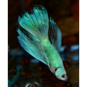 ПЕТУШОК СУПЕР ДЕЛЬТА (металлик)