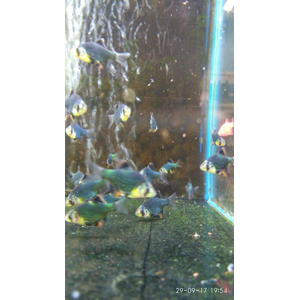 БАРБУС ГЛО МШИСТЫЙ ЗЕЛЕНЫЙ ЛАЗЕР