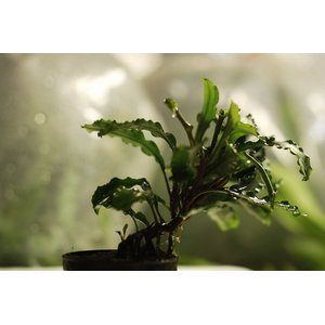 БУЦЕФАЛАНДРА ВЕЛЬВЕТ