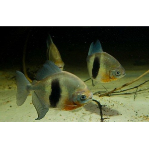 МИЛЕУС ЛУНА  Myleus rubripinnis luna -- Рыбка Дома -- Магазин аквариумных рыбок - RIBDOM.RU