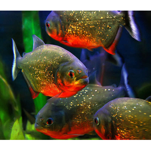 ПИРАНЬЯ ХИЩНАЯ НАТТЕРЕРА КРАСНОБРЮХАЯ - ​​Pygocentrus nattereri