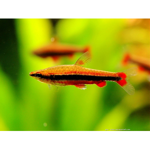 НАННОСТОМУС БЕКФОРДА КРАСНЫЙ - Nannostomus beckfordi red
