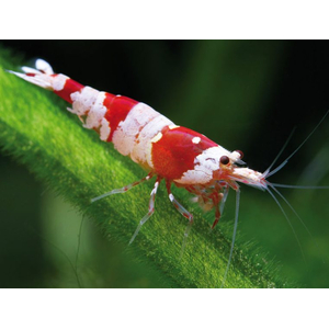 КРЕВЕТКА КРАСНЫЙ КРИСТАЛЛ - Caridina cantonensis sp. Red crystal