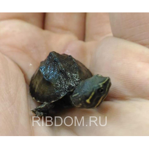 Черепаха Мускусная - Sternotherus odoratus