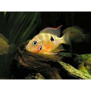 купить цихлозому элиота  в Москве можно заказать доставку через Интернет-магазин Рыбка Дома