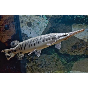 ПАНЦИРНАЯ ЩУКА ФЛОРИДСКАЯ -  (Lepisosteus platyrhincus)