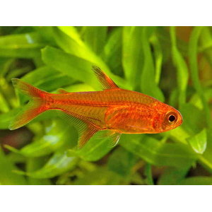 ТЕТРА АМАНДА - Hyphessobrycon Amandae