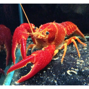 РАК ФЛОРИДСКИЙ КРАСНЫЙ 7см - Procambarus clarkii