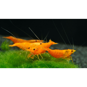 КРЕВЕТКА ОРАНЖЕВАЯ МАНДАРИНКА НЕОКАРИДИНА - Neocaridina Orange