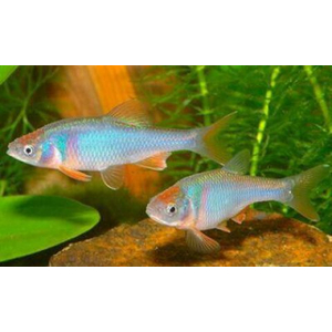 БАРБУС РАДУЖНЫЙ / Cyprinella lutrensis / Нотропис красный бриллиант