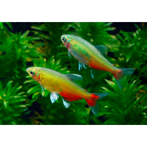 АФИОХАРАКС РАТБУНИ RIBDOM.RU #афиохараксратбуни #Aphyocharaxrathbuni