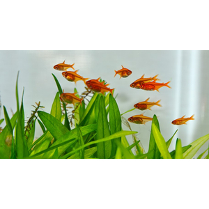 Тетра Аманды (Hyphessobrycon amandae) — пресноводная тропическая рыбка из семейства Харациновые. В продаже встречается под именами карликовая красная тетра или тетра-уголёк.