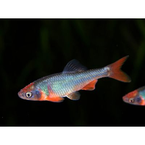 БАРБУС РАДУЖНЫЙ / Cyprinella lutrensis / Нотропис красный бриллиант