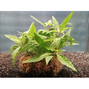 СТАУРОГИН ПОРТО ВЕЛЬО НА ПИТАТЕЛЬНОЙ КОЧКЕ