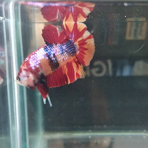 ПЕТУШОК ПЛАКАТ КОИ НЕМО, рыбка петушок, Betta Plakat Koi Nemo