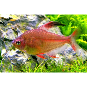 ТЕТРА ОРНАТУС-РОЗОВЫЙ RIBDOM.RU #Hyphessobrycon #megalopterus #орнатус