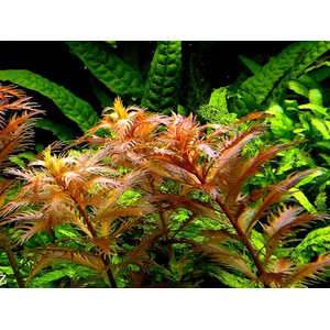 ПРОЗЕРПИНАКА БОЛОТНАЯ - Proserpinaca palustris