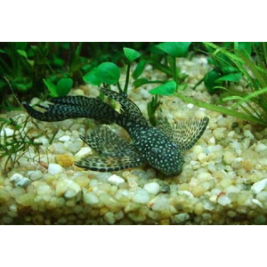 АНЦИСТРУС ВУАЛЕВЫЙ КОРИЧНЕВЫЙ - Ancistrus