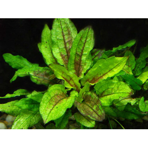 КРИПТОКОРИНА ГЕККОН - Cryptocoryne Gecko