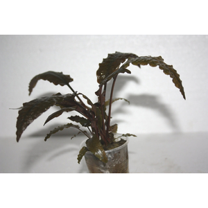 КРИПТОКОРИНА ВЕНДТА КОРИЧНЕВАЯ / ALEXAM - Cryptocoryne wendtii «Brown»