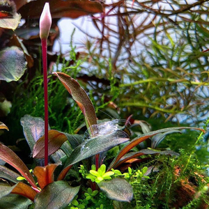 БУЦЕФАЛАНДРА - Bucephalandra