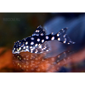 Гипанциструс «Инспектор» L201 (Hypancistrus sp. L201) — пресноводная лучепёрая рыбка из семейства Лорикариевые (Кольчужные сомы).