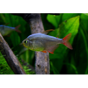 ТЕТРА ЭКВАДОРСКАЯ - Hyphessobrycon columbianus
