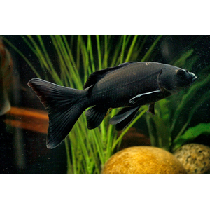 КОМЕТА ЧЕРНАЯ