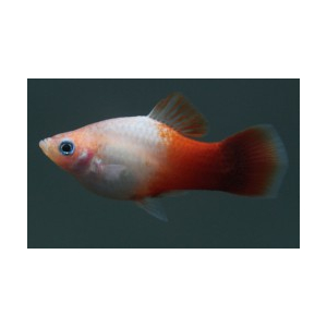 ПЕЦИЛИЯ МАЛЬБОРО