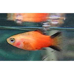 ПЕЦИЛИЯ ЛИНЕЙНАЯ