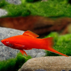 МЕЧЕНОСЕЦ КРАСНЫЙ РУБИН (глаз красный)