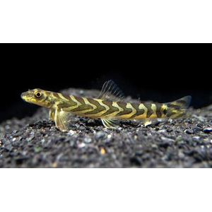 ВЬЮН ЗОДИАК - Mesonoemacheilus triangularis