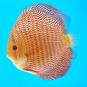 ДИСКУС ЗМЕИНАЯ КОЖА КРАСНАЯ