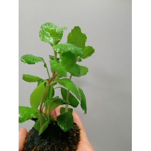 ГИГРОФИЛА СИНЕМА на питательной кочке 6-8 см