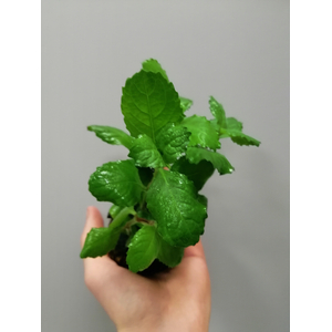 ГИГРОФИЛА СИНЕМА на питательной кочке 6-8 см