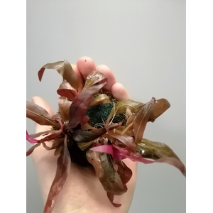 АЛЬТЕРНАТЕРА НА ПИТАТЕЛЬНОЙ КОЧКЕ