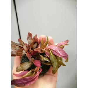 АЛЬТЕРНАТЕРА НА ПИТАТЕЛЬНОЙ КОЧКЕ