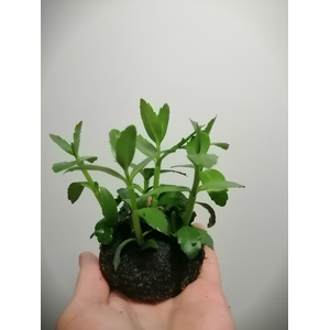 БАКОПА МАДАГАСКАРСКАЯ на питательной кочке 6-8 см - Bacopa madagascariensis