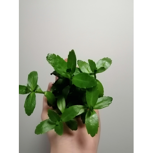 БАКОПА МАДАГАСКАРСКАЯ на питательной кочке 6-8 см - Bacopa madagascariensis