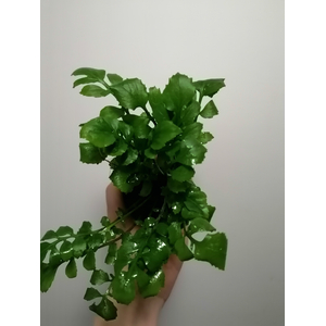 РОРИППА ВОДНАЯ НА КОЧКЕ