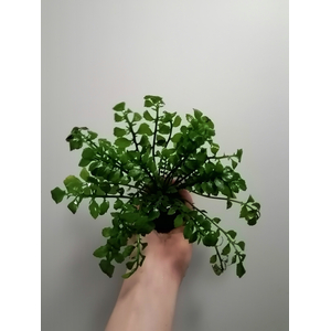 РОРИППА ВОДНАЯ НА КОЧКЕ