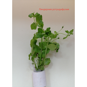 ЛИНДЕРНИЯ КРУГЛОЛИСТНАЯ (Lindernia rotundifolia)