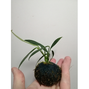 АНУБИАС на лаве КОНГЕНЗИС МИНИ / Anubias congensis mini